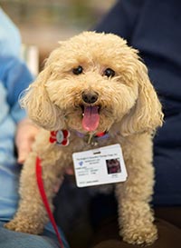 Small dog wearing id card.